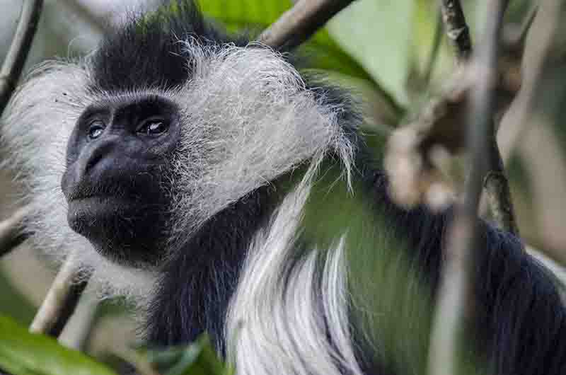 Mono Colobo de Angola - parque nacional de Nyungwe - Ruanda 08.jpg